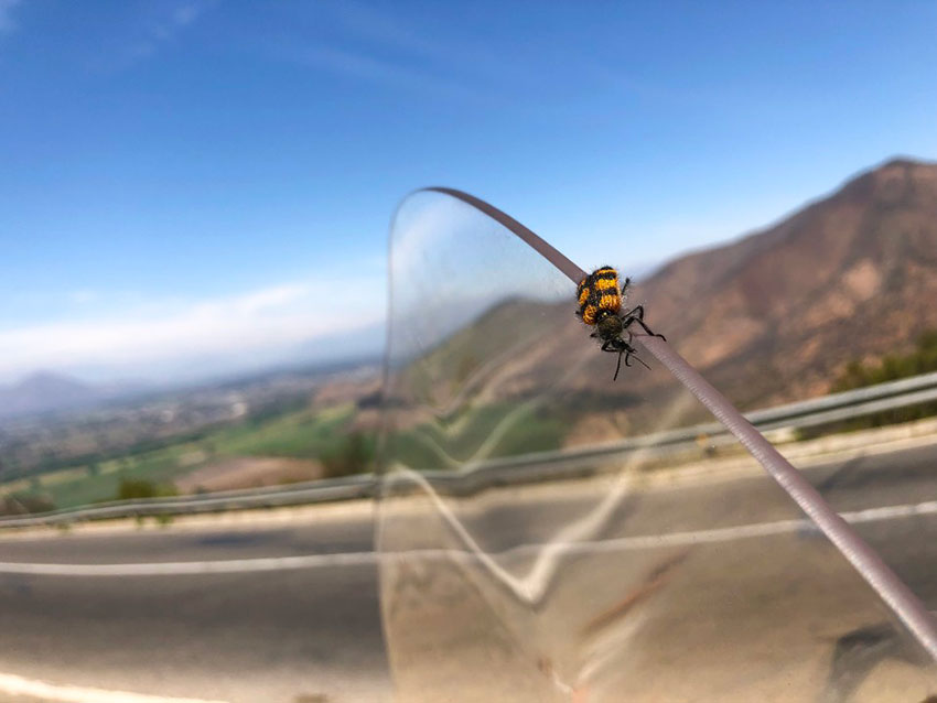 bug on the motorcycle windshield